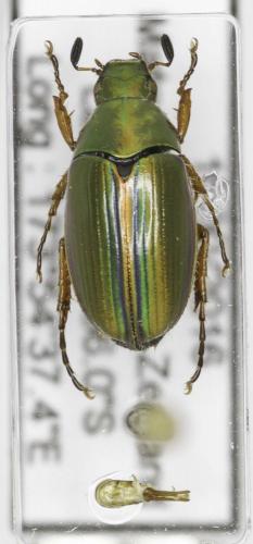 Pyronota edwardsi